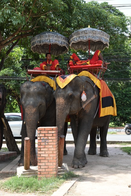 Ayutthaya Elephant Palace