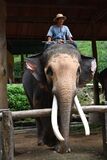 Mae Sa Elephant Camp