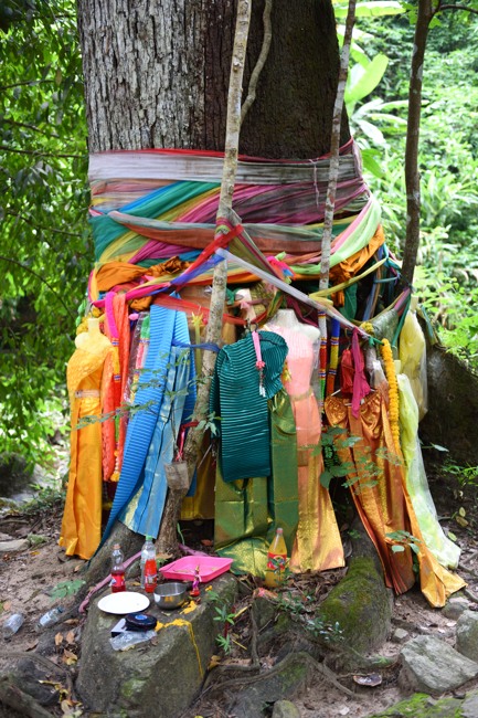 Hopea odorata tree