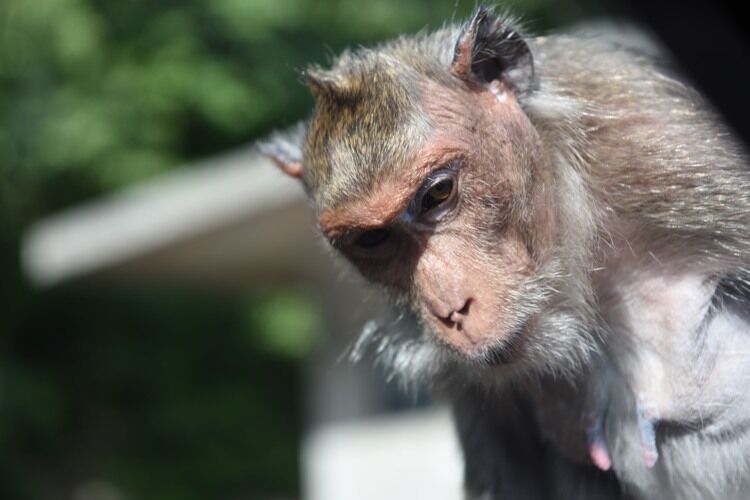 Long-tailed macaque