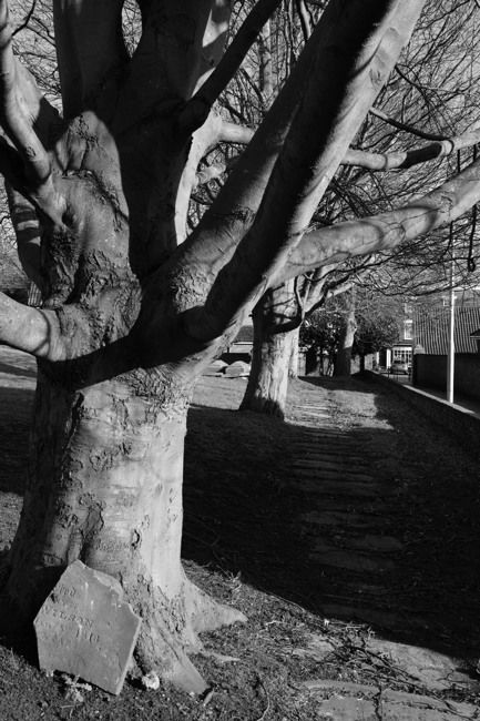 Trees in St Augustine's churchyard
