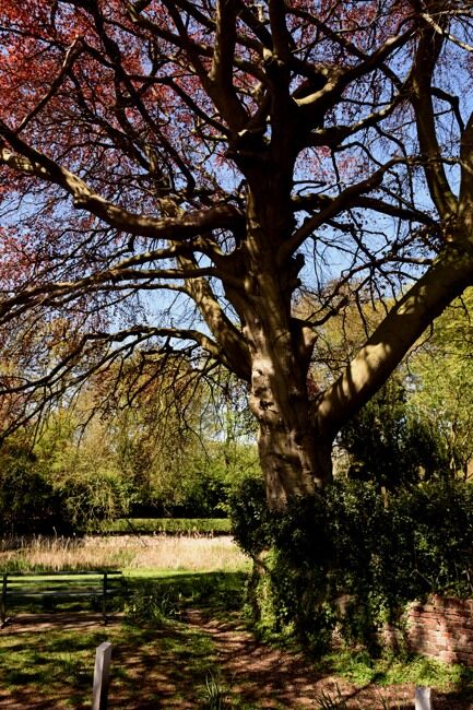 Old beech tree in spring