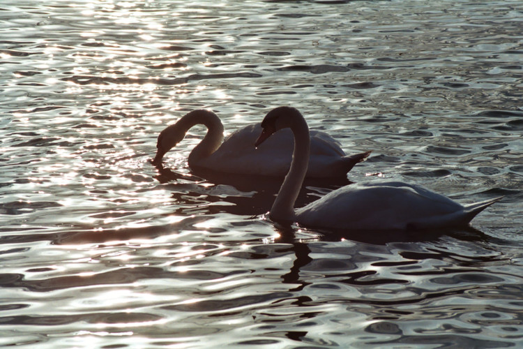 Swans on Hornsea Mere