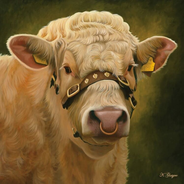 Charolais Bull Head