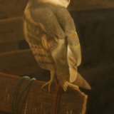 Barn Owl