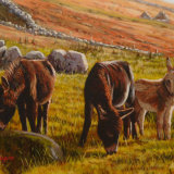 Irish Donkeys