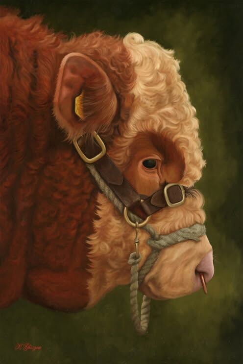 Simmental Bull Head