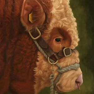 Simmental Bull Head