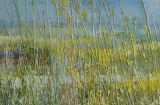 Buttercup field