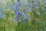 Camassia in long grass