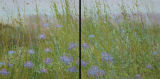 Scabious in the wild flower meadow