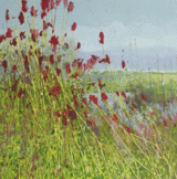 Sanguisorba 'Tanna'
