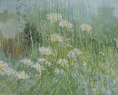 Ox-eye daisies
