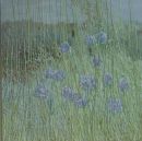 Meadow Grasses and Scabious
