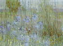 Pensthorpe