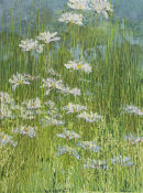 Wild Flower Meadow