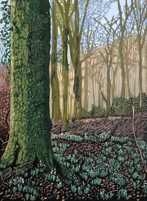 Snowdrops At Cally Woods, Galloway