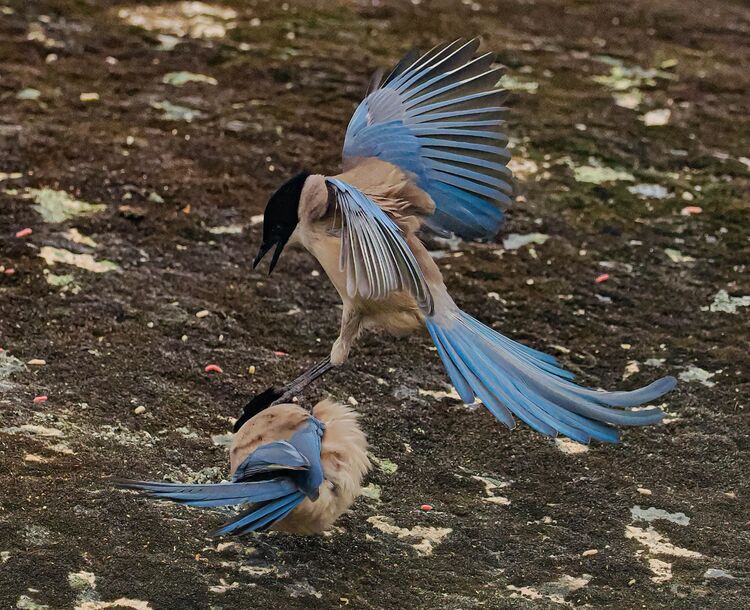 Azure-winged Magpie