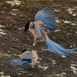 Azure-winged Magpie