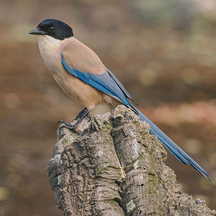 Azure-winged Magpie