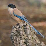 Azure-winged Magpie