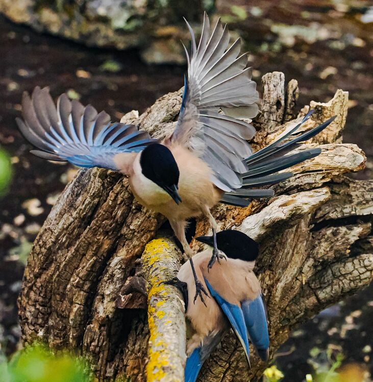 Azure-winged Magpie