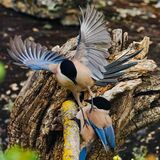 Azure-winged Magpie