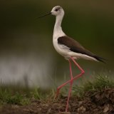 Black-winged Stilt