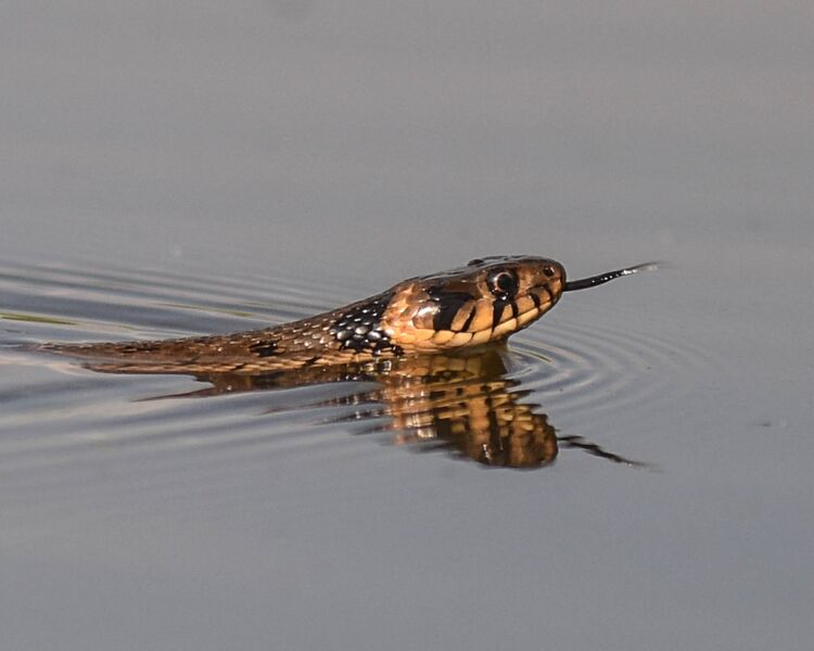 Barred Grass snake