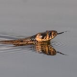 Barred Grass snake
