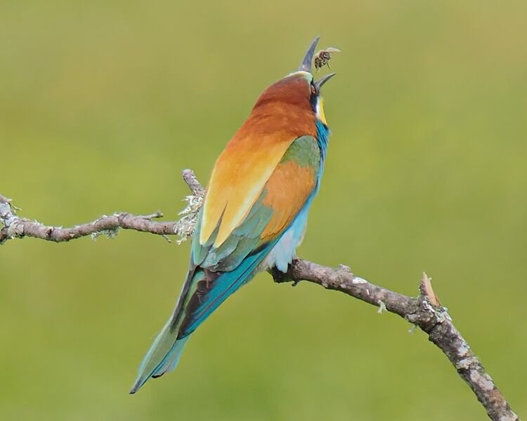 Bee-eater