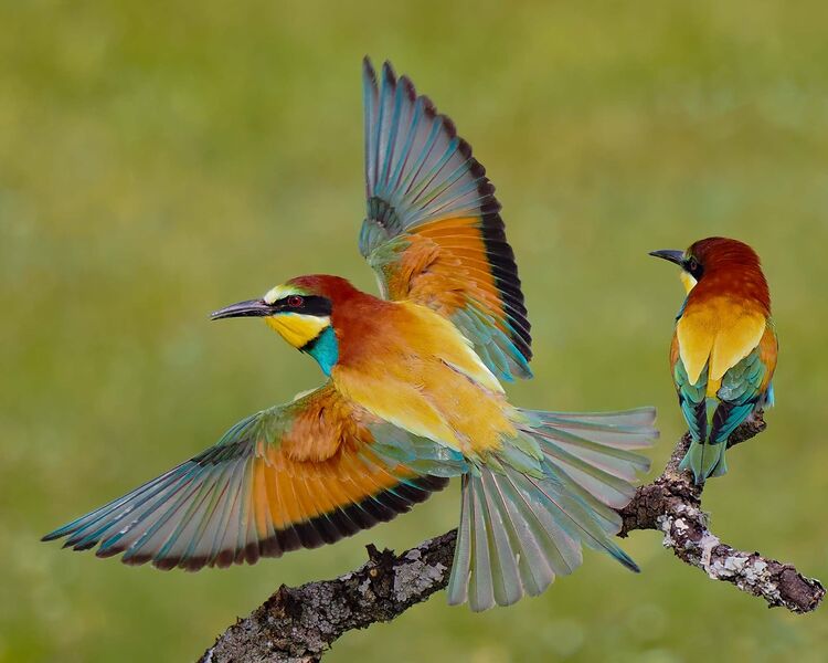 Bee-eater