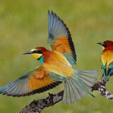 Bee-eater