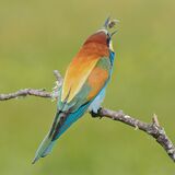 Bee-eater