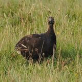 Black grouse