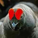 Black Grouse