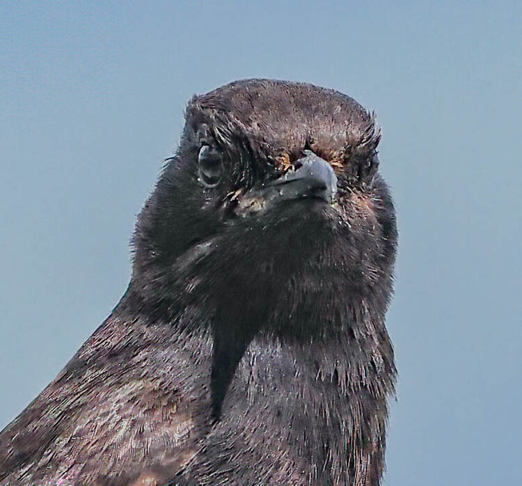 Black Wheatear