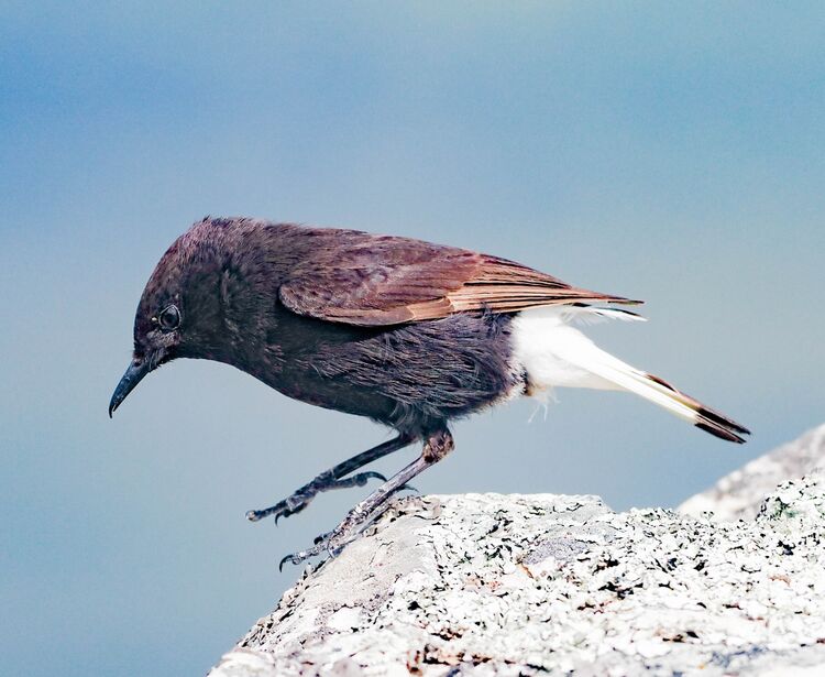 Black Wheatear