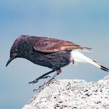 Black Wheatear