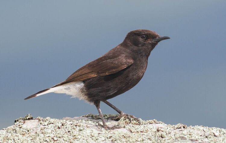 Black Wheatear