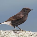 Black Wheatear