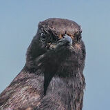 Black Wheatear