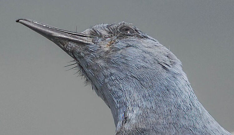 Blue Rock Thrush