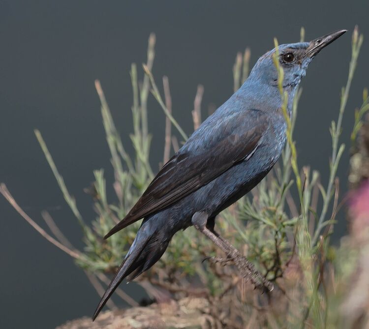 Blue Rock Thrush