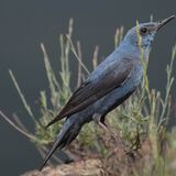 Blue Rock Thrush