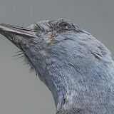 Blue Rock Thrush