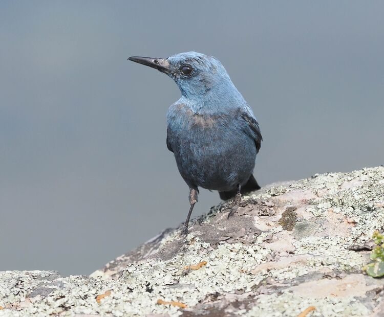 Blue Rock Thrush