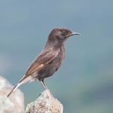 Black Wheatear