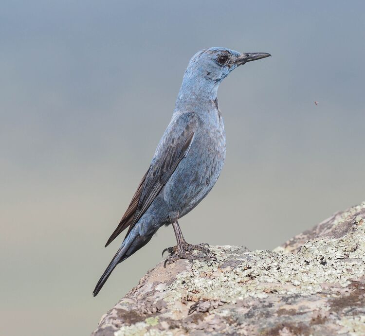 Blue Rock Thrush