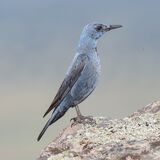 Blue Rock Thrush